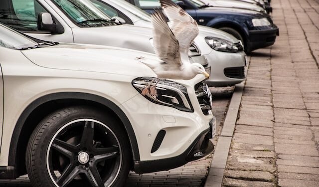 How To Get Rid Of Flies In My Car?